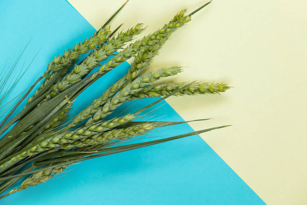 зеленые ветви пшеницы с полем лежат на сине-желтом фоне
 - Фото, изображение