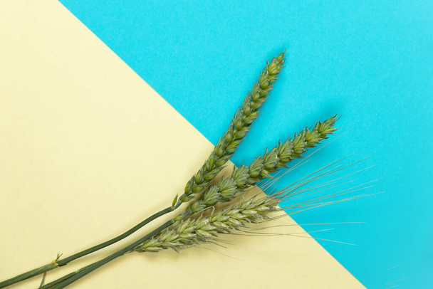 green wheat branches with field lie on a blue-yellow background - Photo, Image