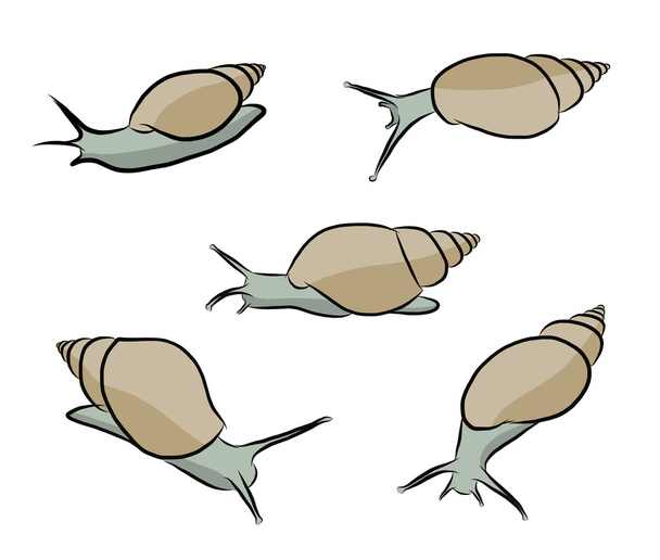 Vector of Snail - Vector, Image