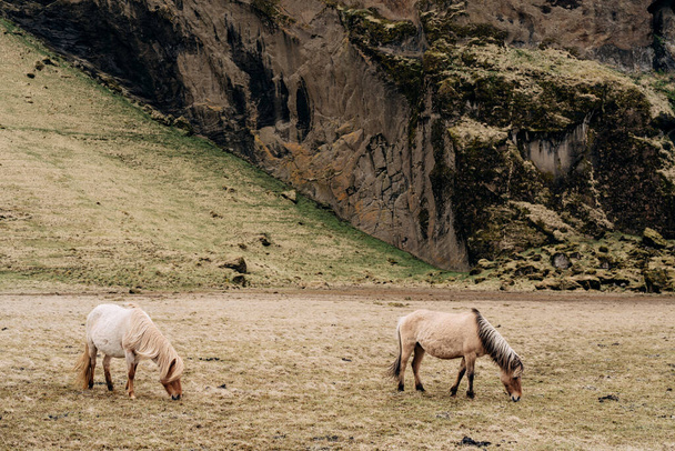 The Icelandic horse is a breed of horse grown in Iceland. Two cream-colored horses graze in a field against a rocky mountain, eat yellow grass. - Fotó, kép