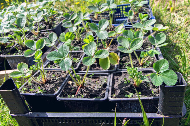 strawberry seedlings in pots growing in a garden nursery. many young plants with green leaves for planting. - 写真・画像