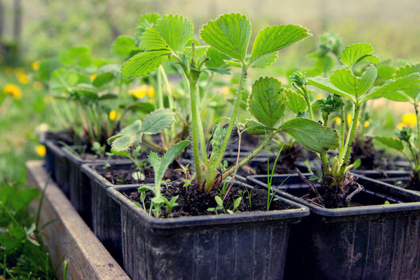 strawberry seedlings in pots growing in a garden nursery. many young plants with green leaves for planting. side view - 写真・画像