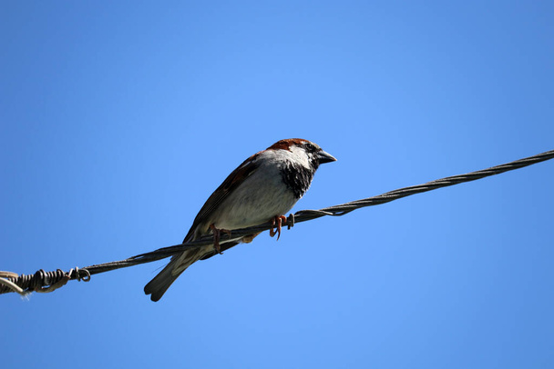 Sparrow is sitting on an electric wire. Sparrow against the blue sky. - Fotoğraf, Görsel