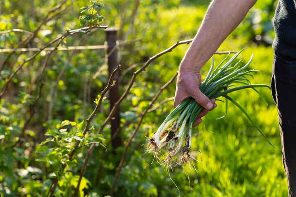 Farmer holding fresh green onions against garden - Foto, imagen
