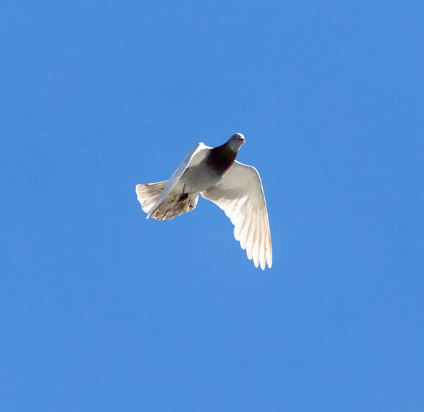 One pigeon in flight against a blue sky . - Zdjęcie, obraz