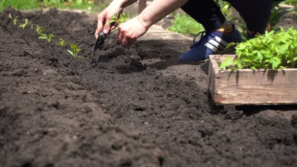 plantation de plants de tomates dans le sol, culture de légumes biologiques à la maison
 - Séquence, vidéo