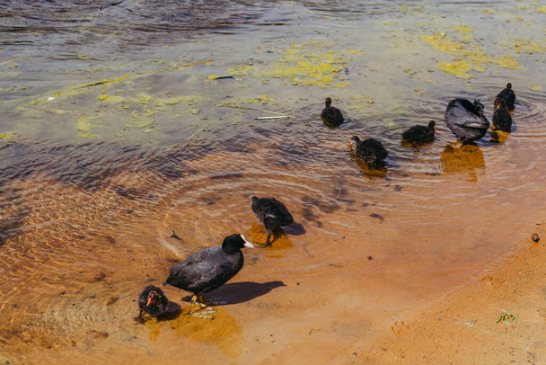 Waterfowl. Family of waterfowl Fulica atra. - Zdjęcie, obraz