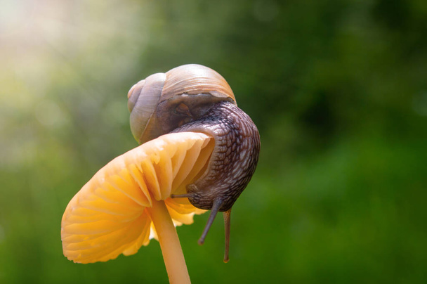 Makro zdjęcie ślimaka na pomarańczowym grzybku. Ślimak w zielonej trawie po deszczu. Pojęcie makroświata. - Zdjęcie, obraz
