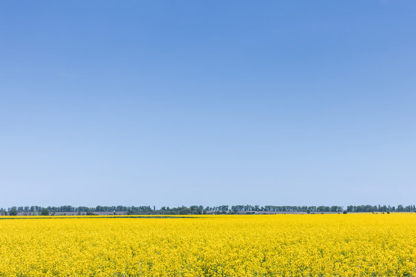 yellow flowers on field against blue sky  - Valokuva, kuva