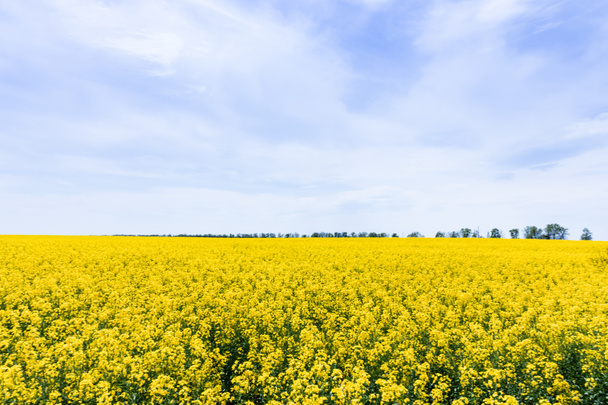 yellow flowers on field against blue sky with clouds - Foto, afbeelding