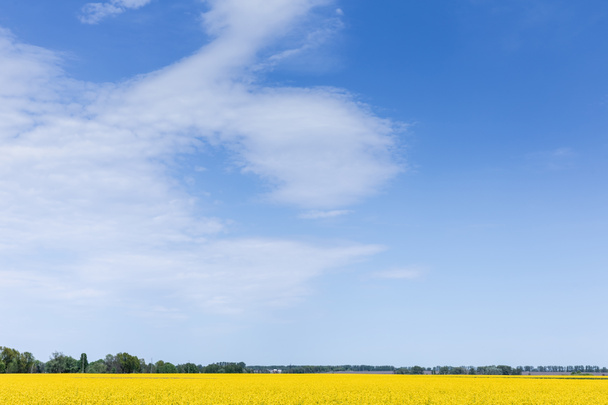 yellow blooming wildflowers on field against blue sky  - Foto, Imagen