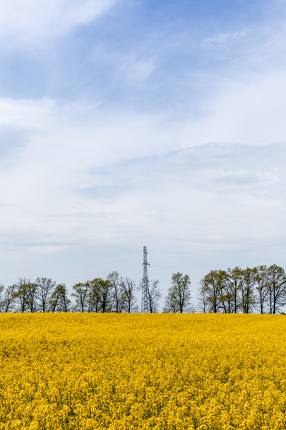 yellow blooming wildflowers on field near trees against blue sky  - Fotografie, Obrázek