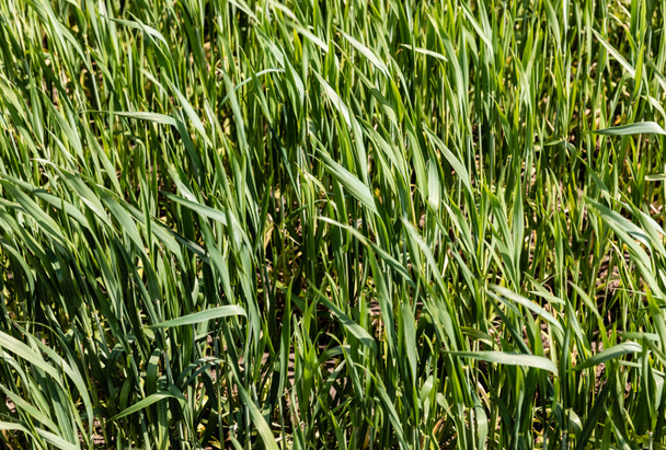 lumière du soleil sur l'herbe fraîche et verte sur la pelouse  - Photo, image