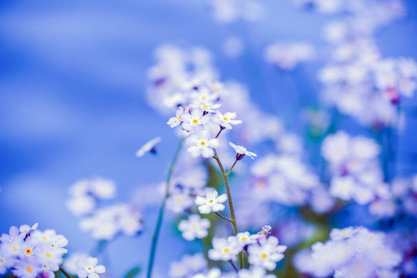 Summer background with small blurred blooming plants in the garden  - Fotoğraf, Görsel