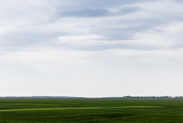 field with green and fresh grass against cloudy sky  - Φωτογραφία, εικόνα