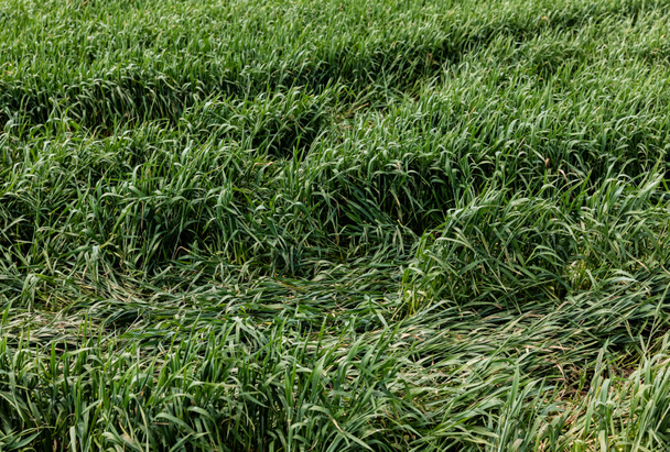 green fresh grass in field in summertime  - Photo, image