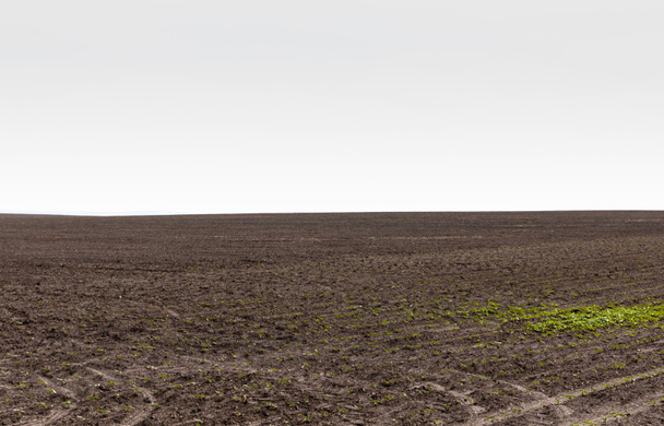 füves föld a föld közelében a szürke ég ellen  - Fotó, kép