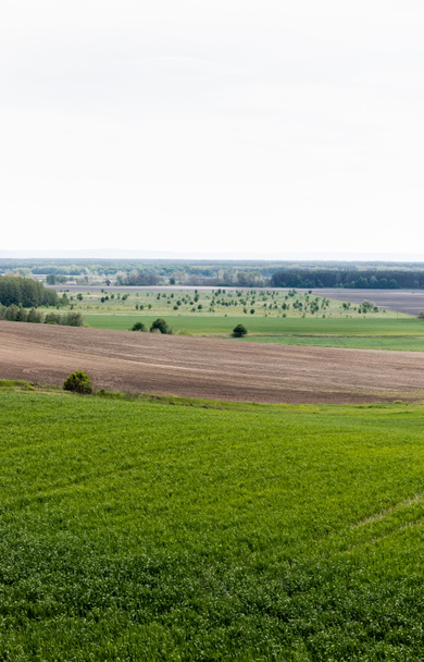 frisches Grasfeld in der Nähe grüner Bäume, Äcker und Büsche  - Foto, Bild