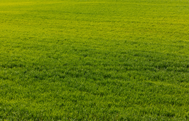 svěží a zelený trávník s trávou v létě  - Fotografie, Obrázek