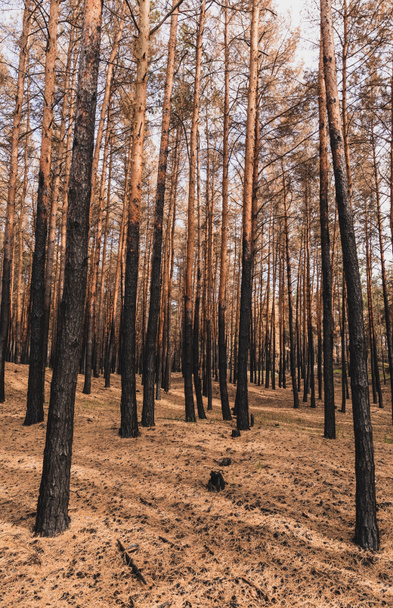 Yaz ormanlarında uzun ağaç gövdeleri  - Fotoğraf, Görsel