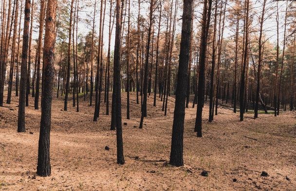 staré a vysoké kmeny stromů v letním lese  - Fotografie, Obrázek