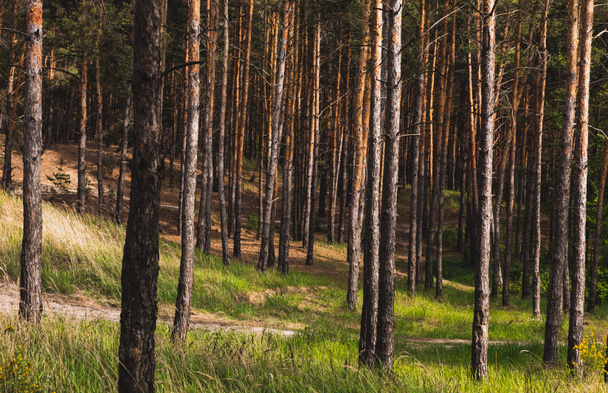 tree trunks near green and fresh grass in woods  - Fotografie, Obrázek
