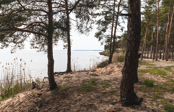 stromy v blízkosti zelené trávy a klidné jezero  - Fotografie, Obrázek