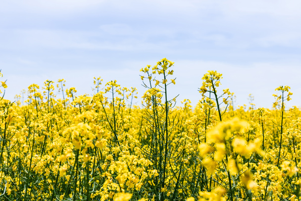 Selektiver Fokus gelber und blühender Wildblumen gegen den Himmel mit Wolken im Sommer  - Foto, Bild