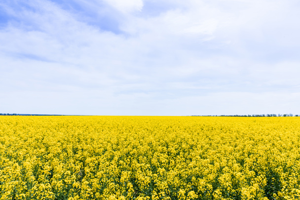 κίτρινα και ανθισμένα αγριολούλουδα ενάντια στον ουρανό με σύννεφα το καλοκαίρι  - Φωτογραφία, εικόνα