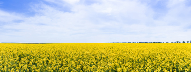 panoraama käsite keltainen ja kukkivat luonnonvaraiset kukat taivasta vasten pilvet  - Valokuva, kuva