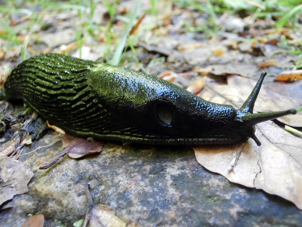 Black slug - Photo, Image