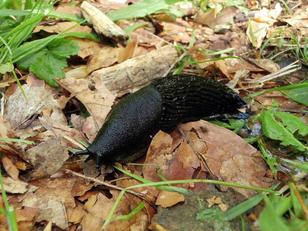 Black slug - Photo, Image