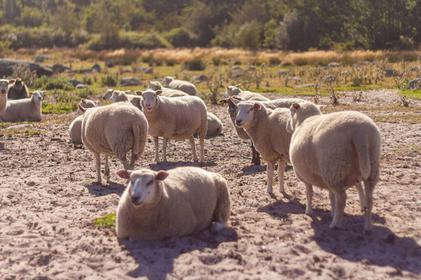 Piękne, słodkie i zabawne owce na świeżym powietrzu, w kraju, w dzikiej przyrody - Zdjęcie, obraz