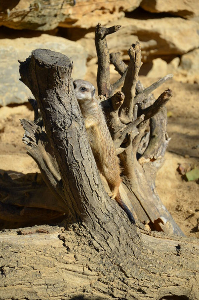 Meerkat (Surikate), zoo of Frankfurt - Photo, Image