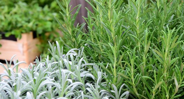 Ervas no jardim de ervas - Rosemary e Lavanda - Fundo e textura
 - Foto, Imagem