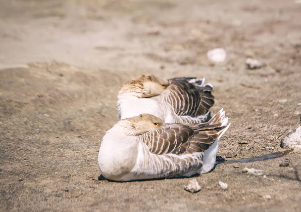 Two goose scratching on ground in a farm. Closeup view - Fotografie, Obrázek