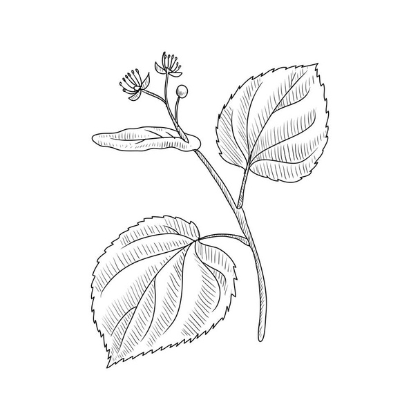 vector drawing linden branch - Vektor, kép