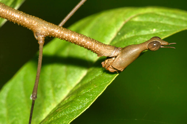 Tropische Stok Insect, Regenwoud, Napo Rivierbekken, Amazonië, Ecuador, Amerika - Foto, afbeelding
