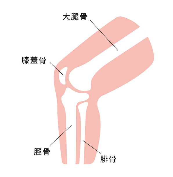 Ilustracja odcinka stawu kolanowego (japoński) - Wektor, obraz