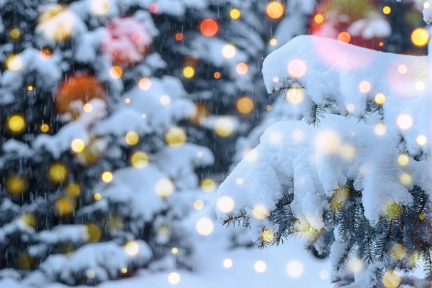 Árbol de Navidad Pequeña rama con nieve en nevadas
. - Foto, Imagen