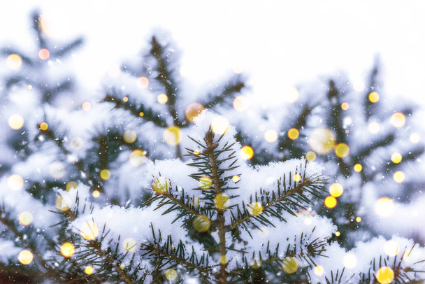 Árbol de Navidad Rama pequeña con nieve
. - Foto, imagen