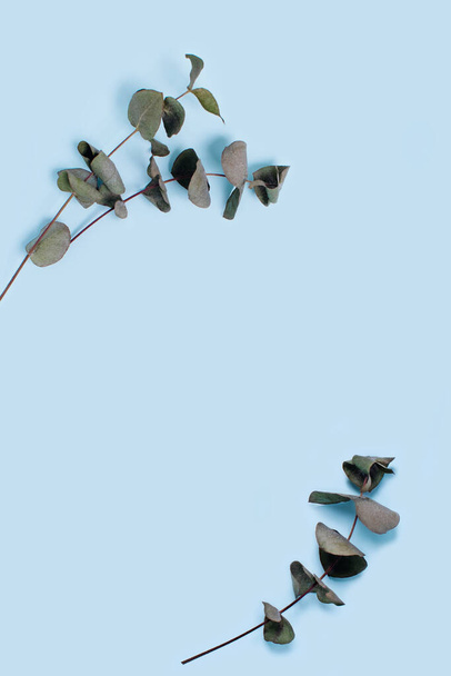 Sprigs van eucalyptus op blauwe achtergrond. Verticaal beeld. - Foto, afbeelding