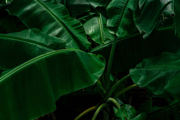 Banánově zelené listy na tmavém pozadí. Banánový list v tropické zahradě. Zelené listy s krásným vzorem v tropické džungli. Přírodní rostlina v tropické zahradě. Přírodní pozadí. Zeleň tapety. - Fotografie, Obrázek