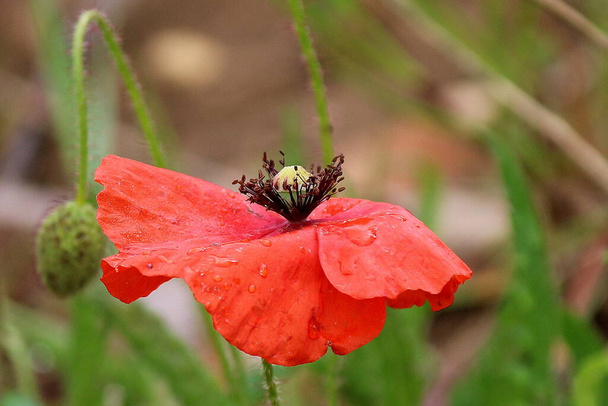 Papavero rosso close up, petali piegati e goccioline d'acqua. Papavero sotto la pioggia  - Photo, Image