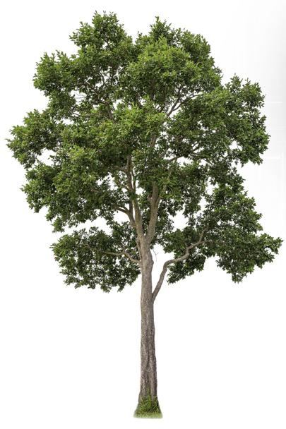 Eristetty iso manteli puu tai Thai nimi on napata valkoisella pohjalla leikkausreitillä. Leikkauspuu käytettäväksi raaka-aineena työn muokkaamisessa
. - Valokuva, kuva