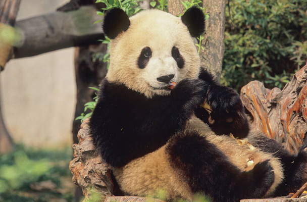 GIANT PANDA (AILUROPODA MELANOLEUCA), CHENGDU RESEARCH BASE, SICHUAN, CHINA, CHINESE NAME: XIONGMAO - Фото, зображення