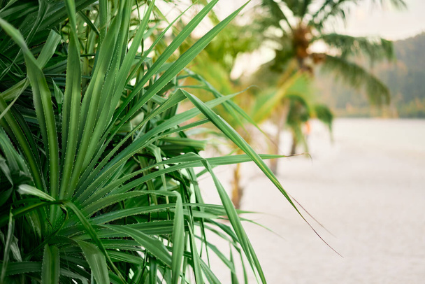Beautiful tropical leaves nature background - Фото, изображение