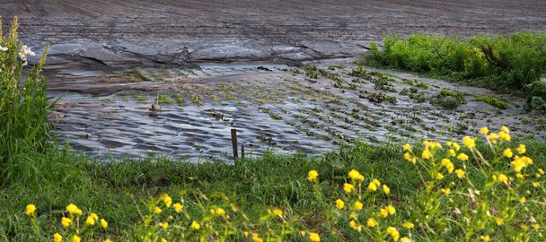 Pola uprawne po ulewnym deszczu, problemy rolnictwa - Zdjęcie, obraz