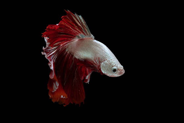 Czerwony i biały piękny syjamski walki ryby długi ogon i płetwa pływanie na czarnym tle. - Zdjęcie, obraz