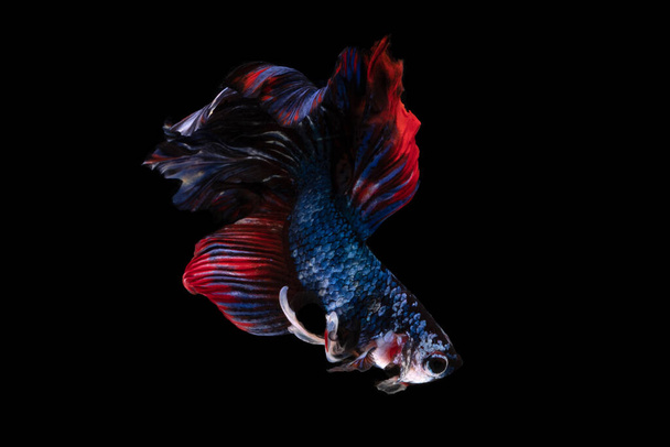 Kolorowe fantazyjne piękne Syjamski walki ryby długi ogon i płetwa pływanie na czarnym tle. - Zdjęcie, obraz